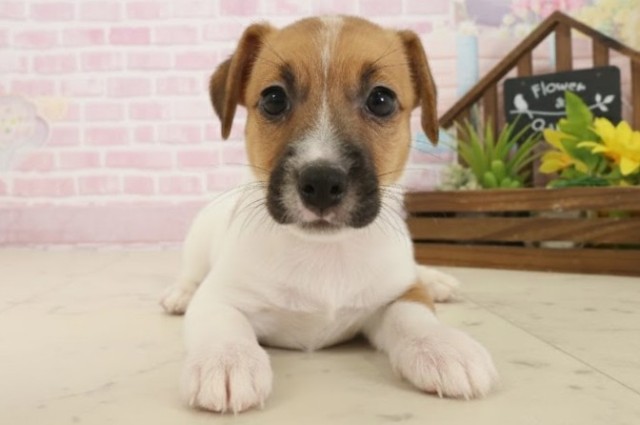 福岡県のジャックラッセルテリア (Coo&RIKU福岡古賀店/2025年10月8日生まれ/女の子/ホワイトタン)の子犬