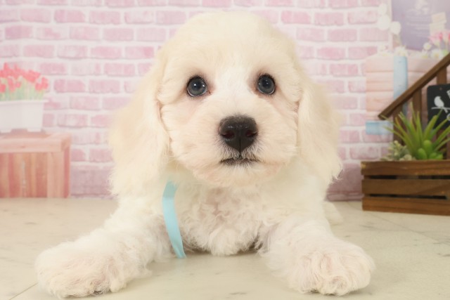 福岡県のビションフリーゼ (Coo&RIKU久留米店/2025年10月8日生まれ/男の子/ホワイト)の子犬