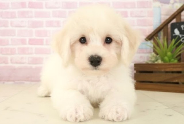 ビション・フリーゼ