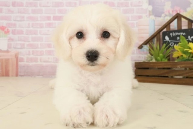 長崎県のビションフリーゼ (Coo&RIKU長崎浜町店/2025年10月8日生まれ/男の子/ホワイト)の子犬の1枚目の画像