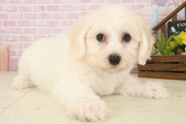 長崎県のビションフリーゼ (Coo&RIKU長崎浜町店/2025年10月8日生まれ/男の子/ホワイト)の子犬の2枚目の画像