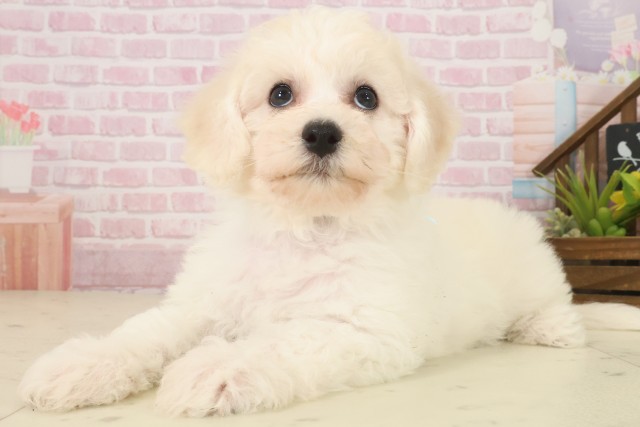 長崎県のビションフリーゼ (Coo&RIKU長崎浜町店/2025年10月8日生まれ/男の子/ホワイト)の子犬の3枚目の画像