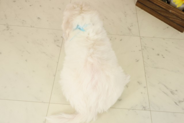 長崎県のビションフリーゼ (Coo&RIKU長崎浜町店/2025年10月8日生まれ/男の子/ホワイト)の子犬の4枚目の画像