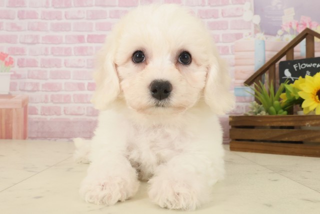 ビション・フリーゼ