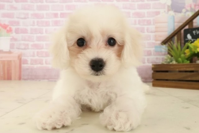 ビション・フリーゼ