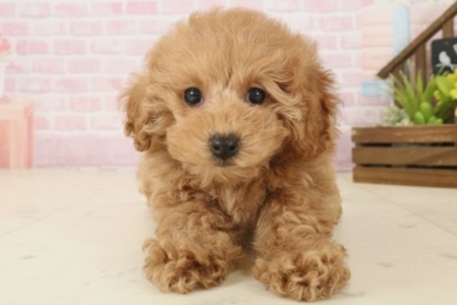 福岡県のトイプードル(トイ) (Coo&RIKU久留米店/2025年10月3日生まれ/女の子/レッドフォーン)の子犬