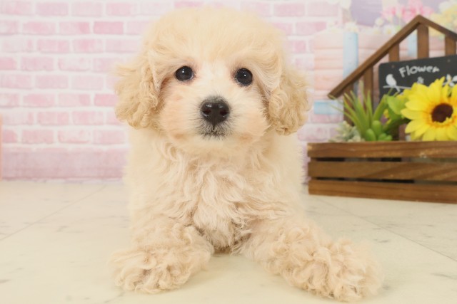 熊本県のトイプードル(トイ) (Coo&RIKU宇土シティモール店/2025年10月3日生まれ/女の子/ペールフォーン)の子犬の1枚目の画像