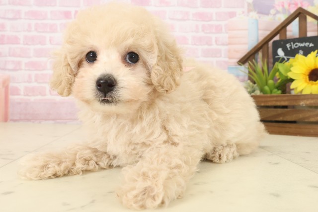 熊本県のトイプードル(トイ) (Coo&RIKU宇土シティモール店/2025年10月3日生まれ/女の子/ペールフォーン)の子犬の3枚目の画像