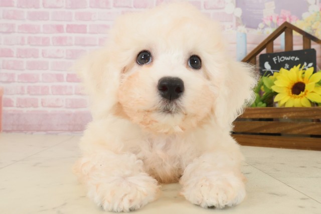 佐賀県のビションフリーゼ (Coo&RIKU佐賀神埼店/2025年10月3日生まれ/男の子/ホワイト)の子犬の1枚目の画像