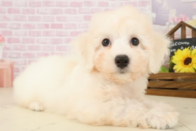 佐賀県のビションフリーゼ (Coo&RIKU佐賀神埼店/2025年10月3日生まれ/男の子/ホワイト)の子犬の2枚目の画像