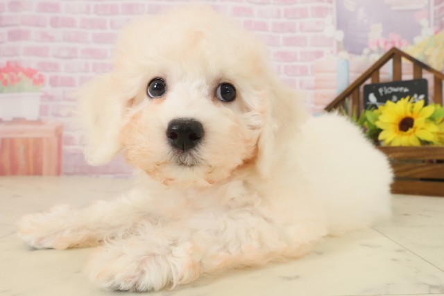 佐賀県のビションフリーゼ (Coo&RIKU佐賀神埼店/2025年10月3日生まれ/男の子/ホワイト)の子犬の3枚目の画像