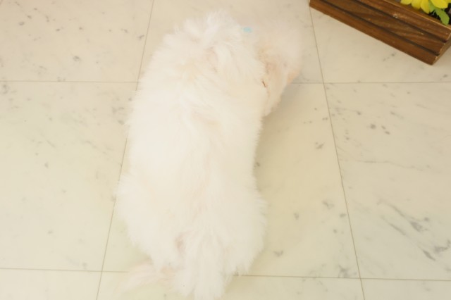 佐賀県のビションフリーゼ (Coo&RIKU佐賀神埼店/2025年10月3日生まれ/男の子/ホワイト)の子犬の4枚目の画像