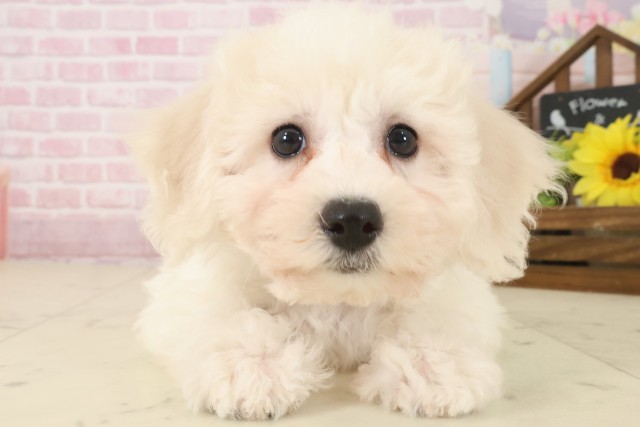 鹿児島県のビションフリーゼ (Coo&RIKU鹿屋店/2025年10月3日生まれ/女の子/ホワイト)の子犬の1枚目の画像