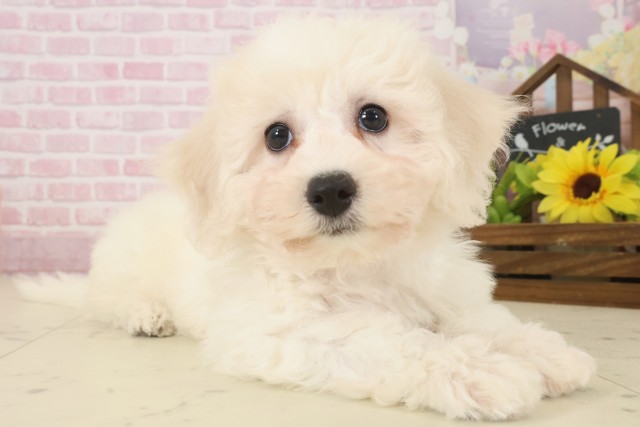 鹿児島県のビションフリーゼ (Coo&RIKU鹿屋店/2025年10月3日生まれ/女の子/ホワイト)の子犬の2枚目の画像