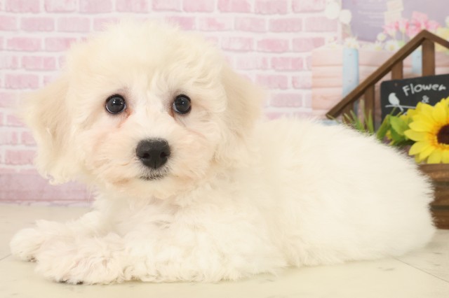 鹿児島県のビションフリーゼ (Coo&RIKU鹿屋店/2025年10月3日生まれ/女の子/ホワイト)の子犬の3枚目の画像