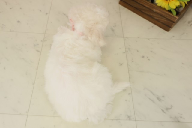 鹿児島県のビションフリーゼ (Coo&RIKU鹿屋店/2025年10月3日生まれ/女の子/ホワイト)の子犬の4枚目の画像