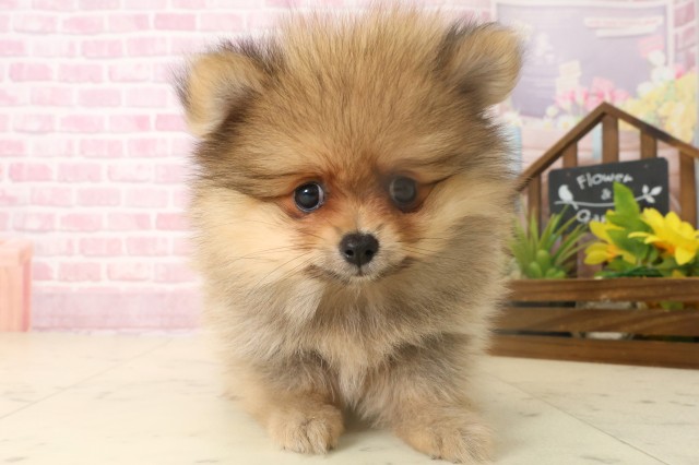 宮崎県のポメラニアン (Coo&RIKU宮崎店/2025年10月6日生まれ/女の子/オレンジ)の子犬の1枚目の画像