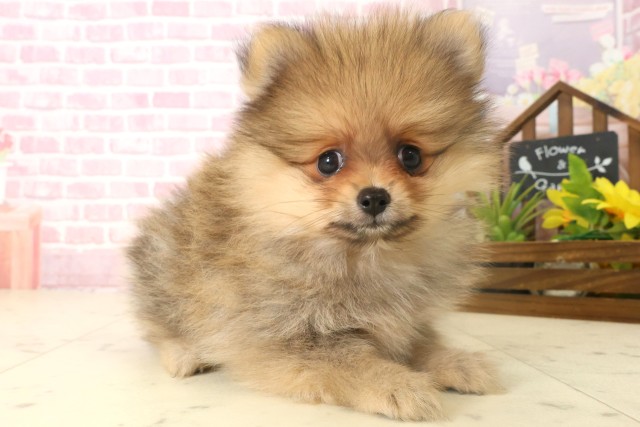 宮崎県のポメラニアン (Coo&RIKU宮崎店/2025年10月6日生まれ/女の子/オレンジ)の子犬の2枚目の画像