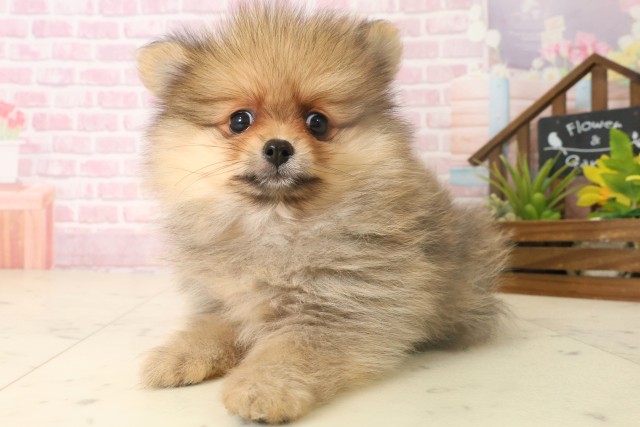 宮崎県のポメラニアン (Coo&RIKU宮崎店/2025年10月6日生まれ/女の子/オレンジ)の子犬の3枚目の画像