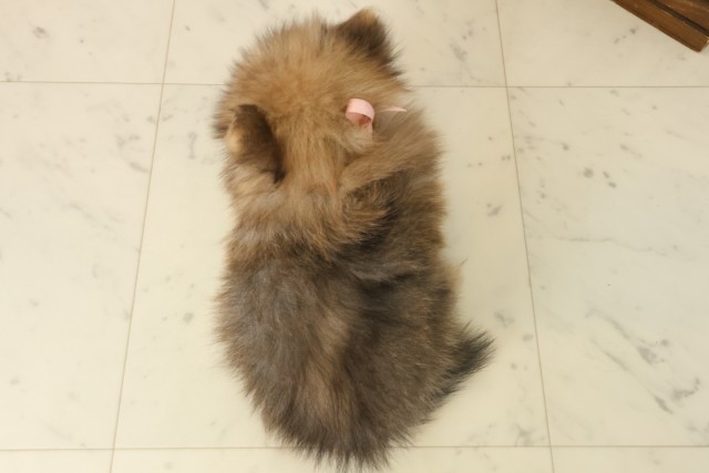 宮崎県のポメラニアン (Coo&RIKU宮崎店/2025年10月6日生まれ/女の子/オレンジ)の子犬の4枚目の画像