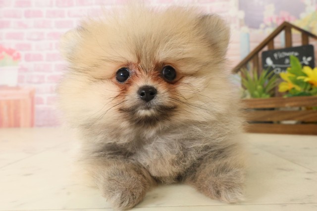 大分県のポメラニアン (Coo&RIKU大分店/2025年10月6日生まれ/女の子/ウルフセーブル)の子犬の1枚目の画像