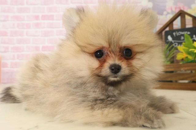 大分県のポメラニアン (Coo&RIKU大分店/2025年10月6日生まれ/女の子/ウルフセーブル)の子犬の2枚目の画像