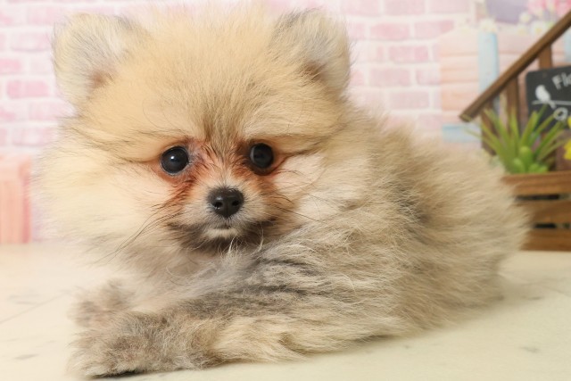 大分県のポメラニアン (Coo&RIKU大分店/2025年10月6日生まれ/女の子/ウルフセーブル)の子犬の3枚目の画像