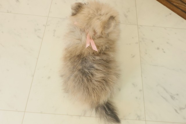 大分県のポメラニアン (Coo&RIKU大分店/2025年10月6日生まれ/女の子/ウルフセーブル)の子犬の4枚目の画像