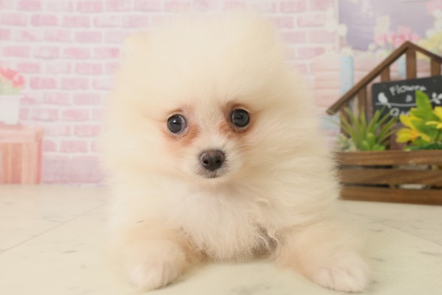 鹿児島県のポメラニアン (Coo&RIKU鹿屋店/2025年10月6日生まれ/女の子/クリーム)の子犬の1枚目の画像