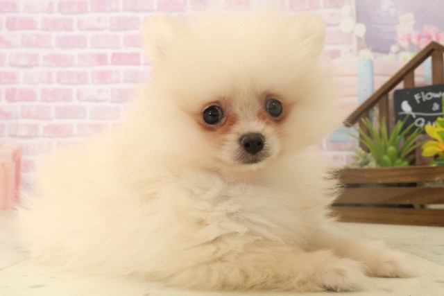 鹿児島県のポメラニアン (Coo&RIKU鹿屋店/2025年10月6日生まれ/女の子/クリーム)の子犬の2枚目の画像