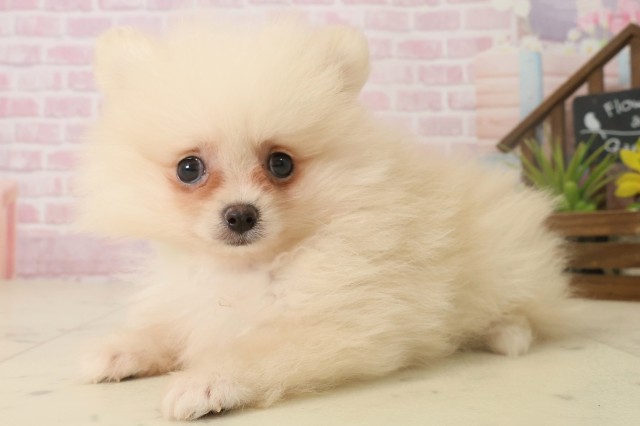 鹿児島県のポメラニアン (Coo&RIKU鹿屋店/2025年10月6日生まれ/女の子/クリーム)の子犬の3枚目の画像