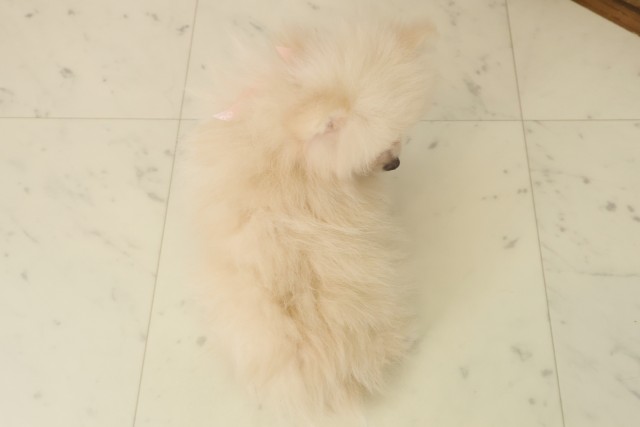 鹿児島県のポメラニアン (Coo&RIKU鹿屋店/2025年10月6日生まれ/女の子/クリーム)の子犬の4枚目の画像