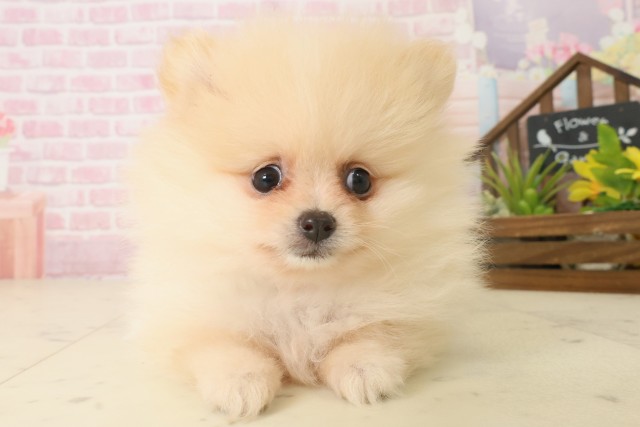 福岡県のポメラニアン (Coo&RIKU小倉店/2025年10月6日生まれ/女の子/クリーム)の子犬の1枚目の画像