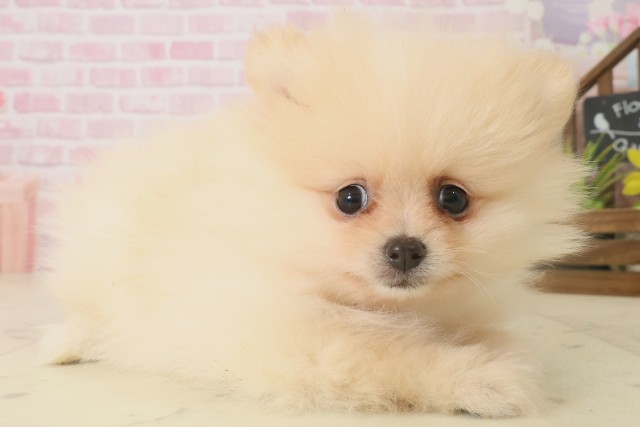 福岡県のポメラニアン (Coo&RIKU小倉店/2025年10月6日生まれ/女の子/クリーム)の子犬の2枚目の画像