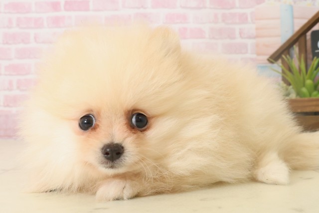 福岡県のポメラニアン (Coo&RIKU小倉店/2025年10月6日生まれ/女の子/クリーム)の子犬の3枚目の画像