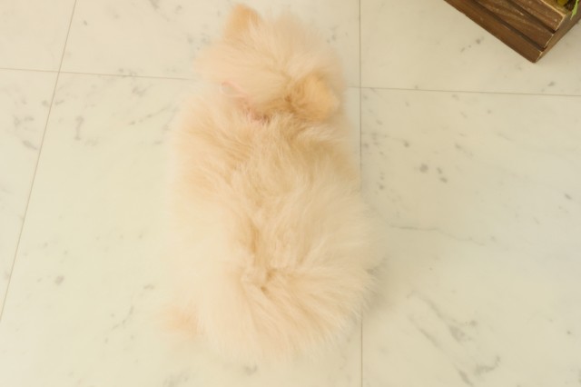 福岡県のポメラニアン (Coo&RIKU小倉店/2025年10月6日生まれ/女の子/クリーム)の子犬の4枚目の画像