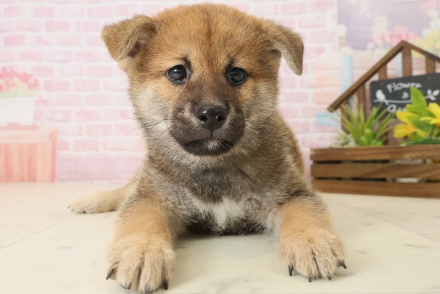 福岡県の柴犬(標準サイズ) (Coo&RIKU大牟田店/2025年10月8日生まれ/男の子/赤)の子犬の1枚目の画像