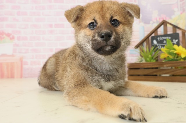 福岡県の柴犬(標準サイズ) (Coo&RIKU大牟田店/2025年10月8日生まれ/男の子/赤)の子犬の2枚目の画像