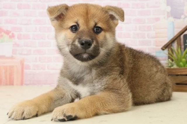 福岡県の柴犬(標準サイズ) (Coo&RIKU大牟田店/2025年10月8日生まれ/男の子/赤)の子犬の3枚目の画像