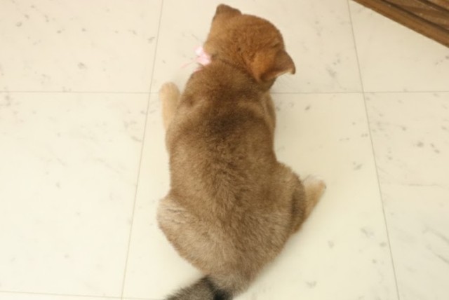 福岡県の柴犬(標準サイズ) (Coo&RIKU大牟田店/2025年10月8日生まれ/男の子/赤)の子犬の4枚目の画像