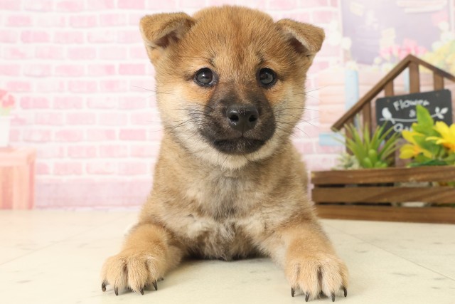 宮崎県の柴犬(標準サイズ) (Coo&RIKU宮崎店/2025年10月8日生まれ/女の子/赤)の子犬の1枚目の画像