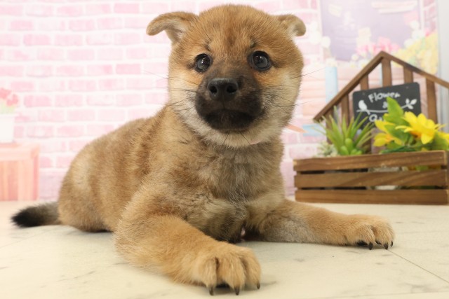 宮崎県の柴犬(標準サイズ) (Coo&RIKU宮崎店/2025年10月8日生まれ/女の子/赤)の子犬の2枚目の画像