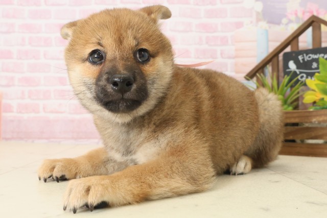 宮崎県の柴犬(標準サイズ) (Coo&RIKU宮崎店/2025年10月8日生まれ/女の子/赤)の子犬の3枚目の画像