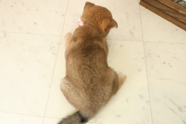 宮崎県の柴犬(標準サイズ) (Coo&RIKU宮崎店/2025年10月8日生まれ/女の子/赤)の子犬の4枚目の画像