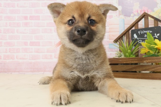 鹿児島県の柴犬(標準サイズ) (Coo&RIKU霧島店/2025年10月8日生まれ/女の子/赤)の子犬の1枚目の画像