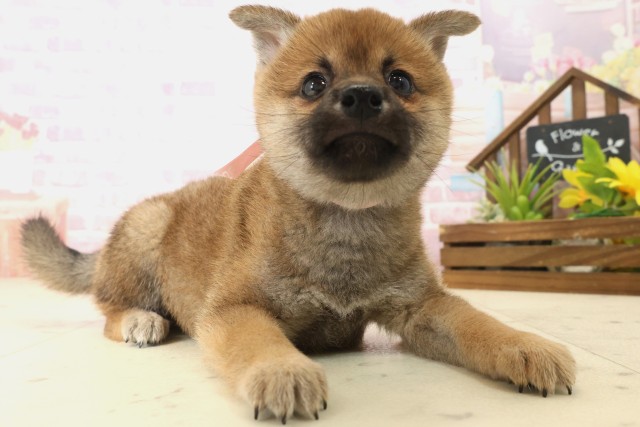 鹿児島県の柴犬(標準サイズ) (Coo&RIKU霧島店/2025年10月8日生まれ/女の子/赤)の子犬の2枚目の画像