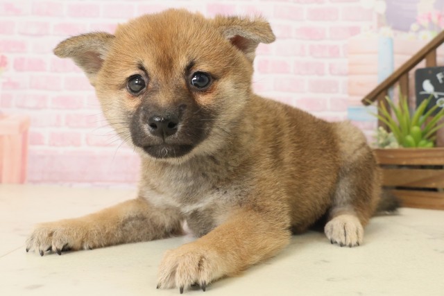 鹿児島県の柴犬(標準サイズ) (Coo&RIKU霧島店/2025年10月8日生まれ/女の子/赤)の子犬の3枚目の画像