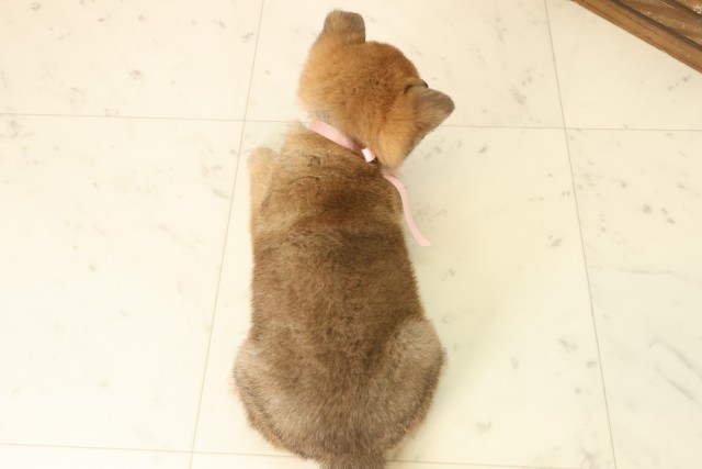 鹿児島県の柴犬(標準サイズ) (Coo&RIKU霧島店/2025年10月8日生まれ/女の子/赤)の子犬の4枚目の画像