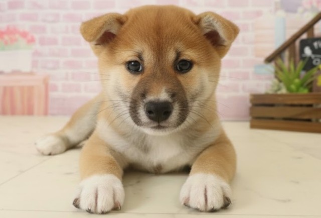 熊本県の柴犬(標準サイズ) (Coo&RIKUイオンモール宇城店/2025年10月6日生まれ/女の子/赤)の子犬の1枚目の画像