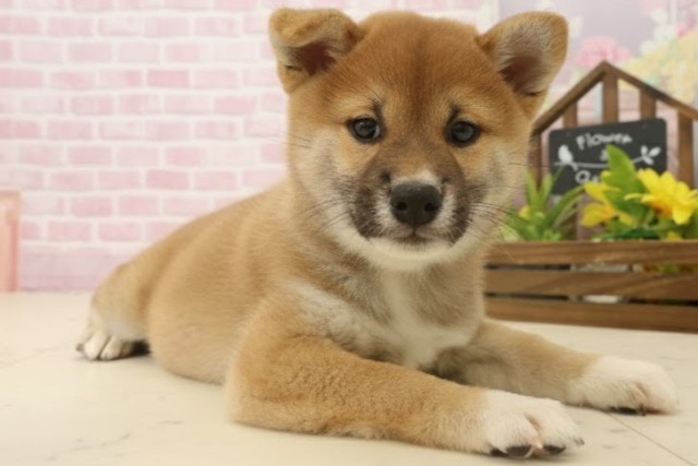 熊本県の柴犬(標準サイズ) (Coo&RIKUイオンモール宇城店/2025年10月6日生まれ/女の子/赤)の子犬の2枚目の画像